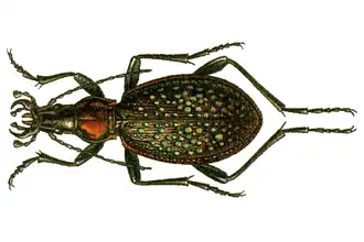Carabus lopatini