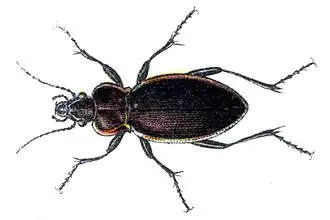 Carabus marginalis
