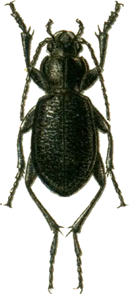 Carabus maurus