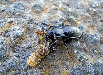Carabus montivagus