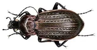 Carabus morbillosus