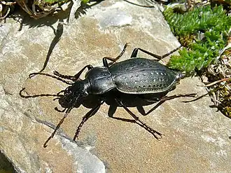 Carabus pedemontanus