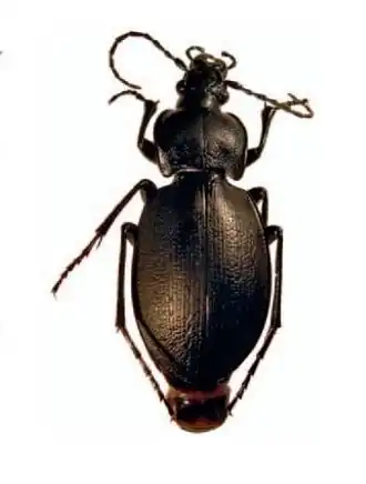 Carabus phoenix