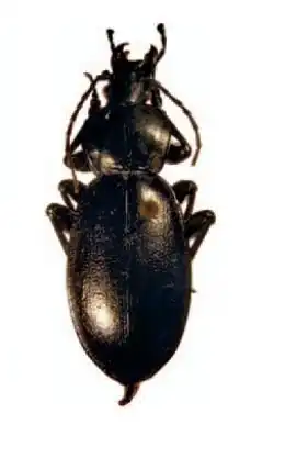 Carabus piochardi