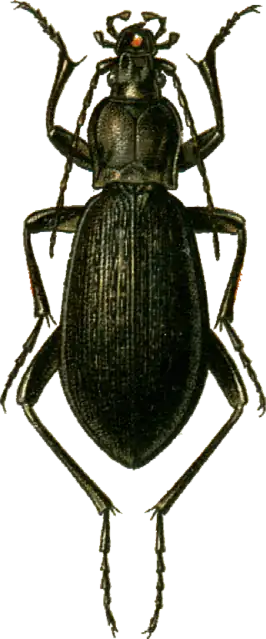 Carabus procerulus