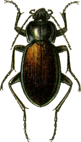 Carabus regalis
