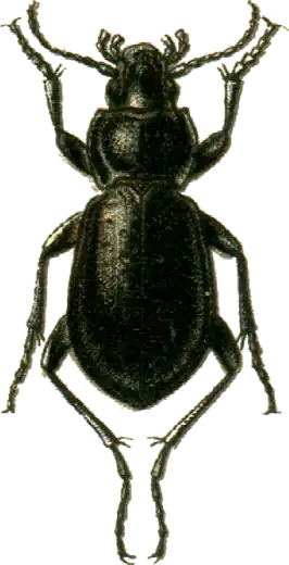 Carabus roseni
