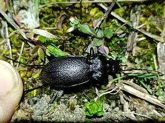 Carabus rossii