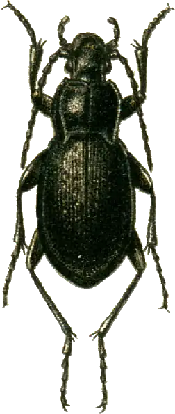 Carabus scabriusculus