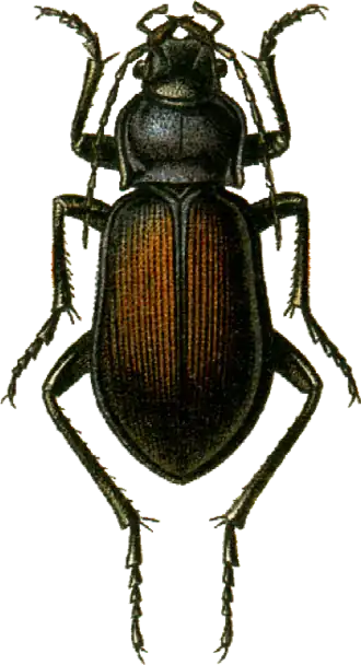 Carabus schoenherri