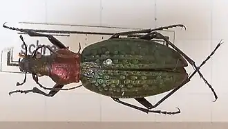 Carabus schrencki