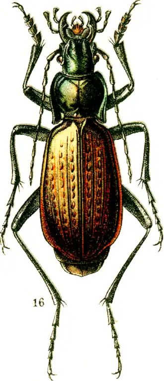 Carabus starckianus
