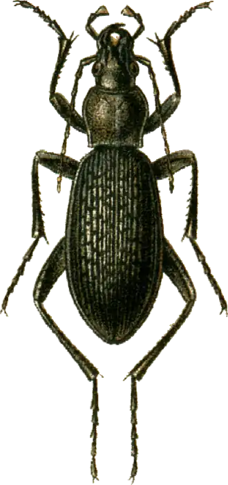Carabus staudingeri