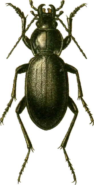 Carabus talychensis