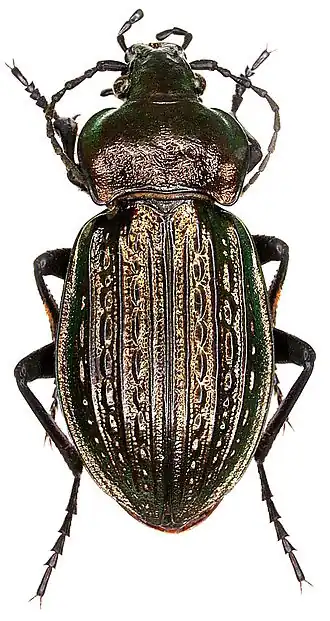 Ullrichs schallebijter