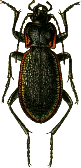 Carabus vietinghoffi