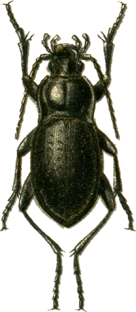 Carabus vladimirskyi