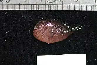 Caracanthus unipinna