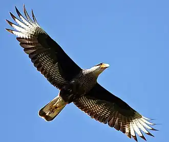 Kuifcaracara (Caracara plancus)
