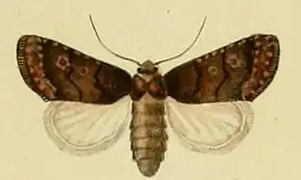 Caradrina germainii