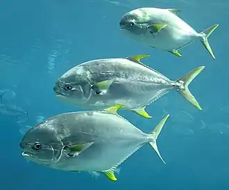 Trachinotus africanus