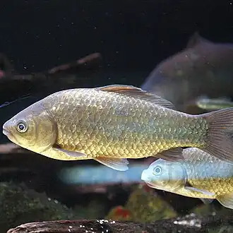 Carassius auratus grandoculis