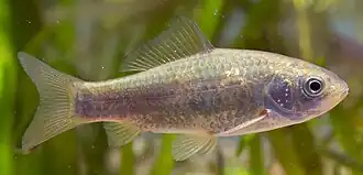 Carassius auratus buergeri