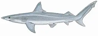 Carcharhinus macrops