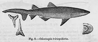 Indiase zandtijgerhaai