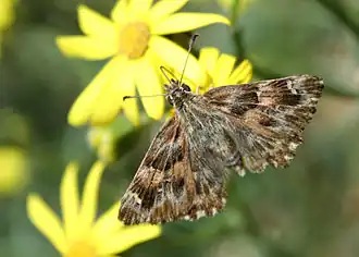 Carcharodus alceae Kaasjeskruiddikkopje