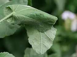 De rups verbergt zich tussen samengesponnen bladeren