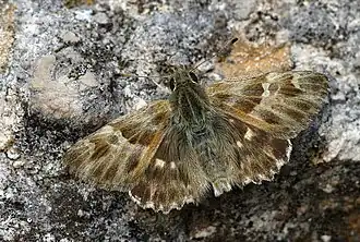 Oostelijk andoorndikkopje