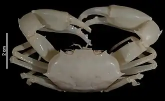 Carcinoplax ischurodous