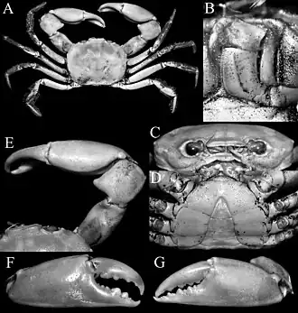 Carcinoplax purpurea