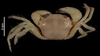 Carcinoplax uncinata