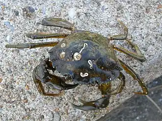 Carcinus aestuarii