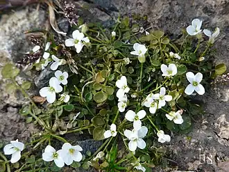 Nieuw-Zeelandse veldkers