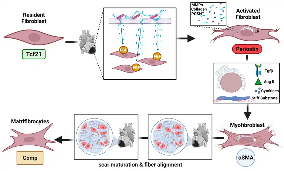 Vorming van matrifibrocyten