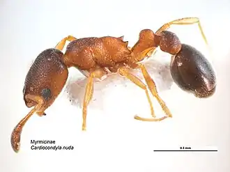 Cardiocondyla atalanta