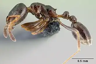 Cardiocondyla elegans