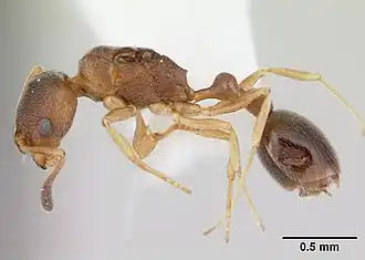 Cardiocondyla kagutsuchi