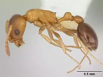 Cardiocondyla mauritanica