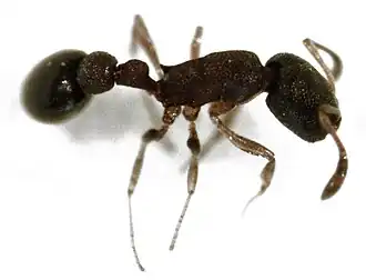 Cardiocondyla minutior