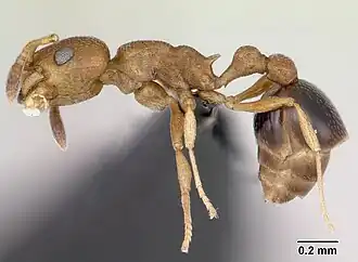 Tweekleurige hartknoopmier