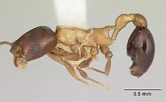 Cardiocondyla paradoxa