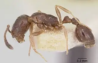 Cardiocondyla shuckardi