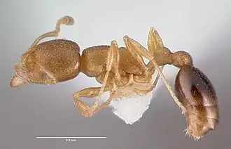 Cardiocondyla wroughtonii