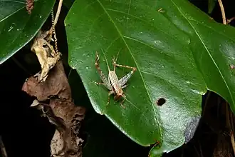 Cardiodactylus novaeguineae