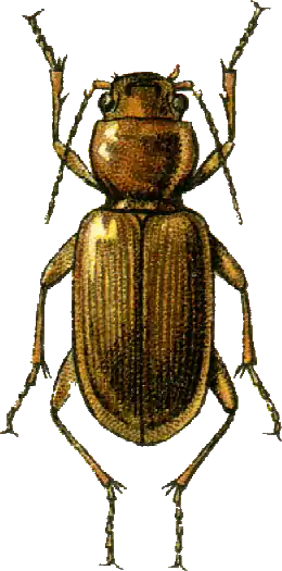 Cardiaderus chloroticus
