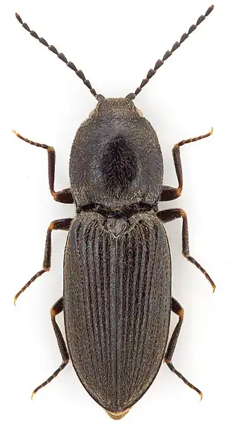 Cardiophorus ebeninus